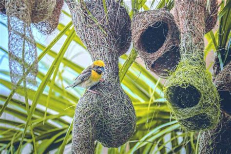 Mengapa Burung Membangun Sarang Gantung