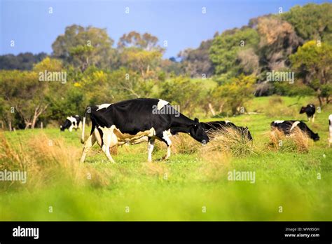 Livestock Heard Of Cow And Cattle Grazing In Countryside Green Pasture