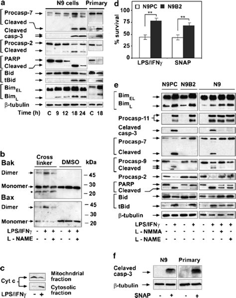 Apoptotic Pathways In LPS IFN Induced Microglial AICD N9 Cells And Rat