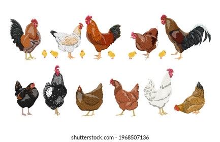 Set Domestic Hens Roosters Chickens Different Stock Vector (Royalty Free) 1968507136 | Shutterstock