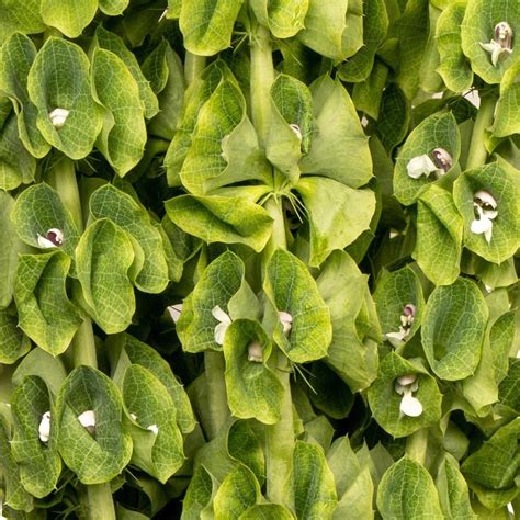 Bulk Pussy Willow Branches Toronto Bulk Flowers Wholesale