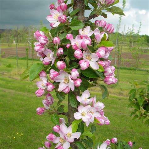 Tasty Red™ Columnar Apple Trees For Sale