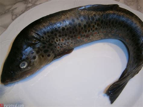 Forelle - euromeal.com