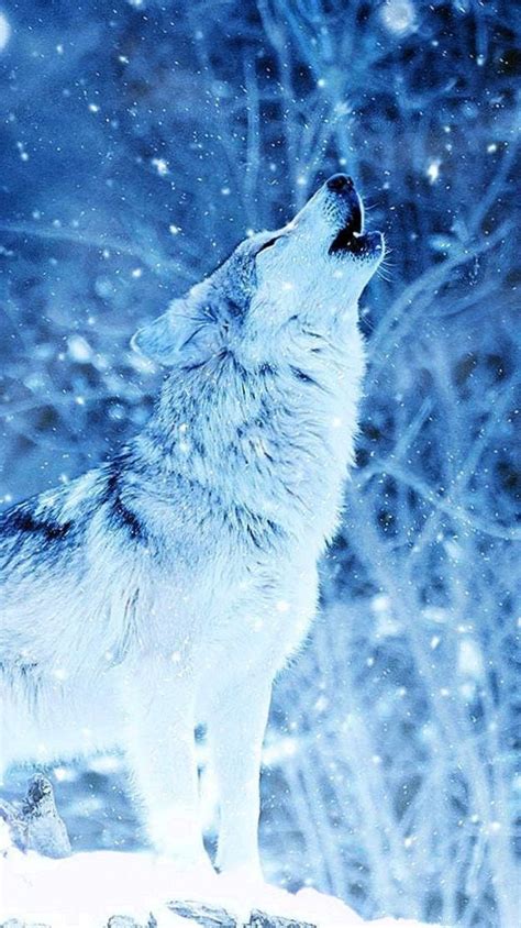 Snow Pics Of Wolf - bmp-i