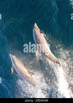 Two Adult Bottlenose Dolphins Tursiops Truncatus Breaching In The