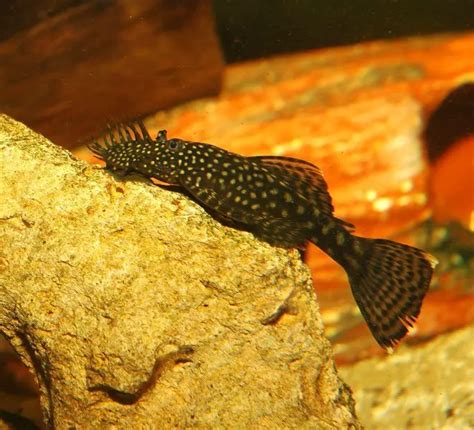 Ancistrus sp. – Common Bristlenose Catfish (Ancistrus sp. 3 ...