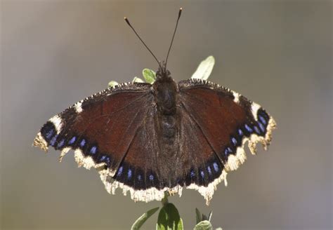 Mourning Cloak Butterflies: coloration, geographic distribution ...