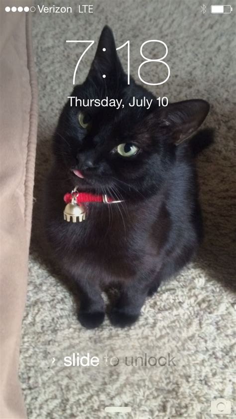 My Phone Wallpaper My Black Cat Kaiju With Her Tongue Out Black