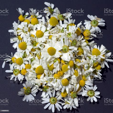 Chamomilla Recutita Stock Photo - Download Image Now - Chamomile ...
