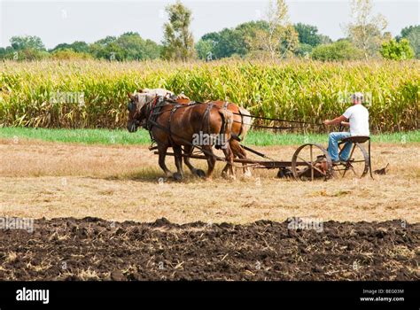 Horse Drawn Farming Demonstrations During The Homesteader Day Harvest