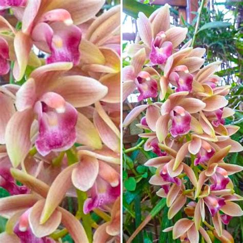 ORQUÍDEA CYMBIDIUM SPRING WIND PENDENTE JOVEM ORQUIDEA GARDEN