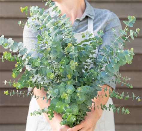 Baby Blue Bouquet Eucalyptus - Gaia Organics