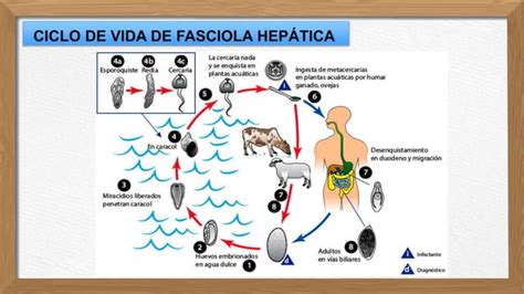 Fasciolasis PPT