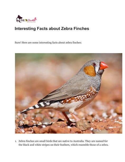 Interesting Facts About Zebra Finches By Petsdevotee Issuu