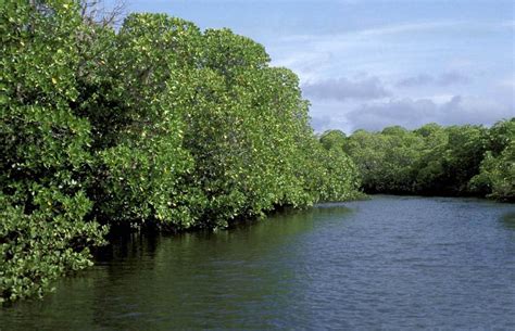 The beauty of SUNDARBAN. : Excoecaria agallocha (Gewa)