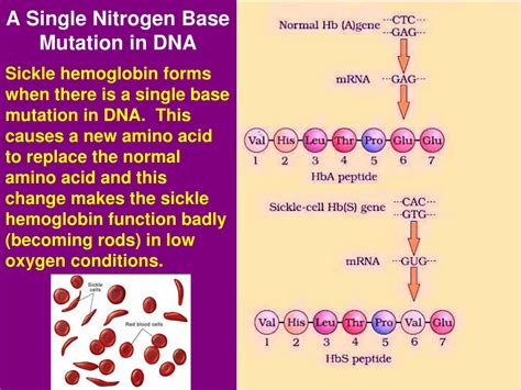 Ppt Mutation Powerpoint Presentation Free Download Id9292378