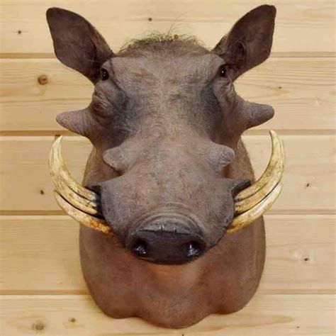 Warthog Mount for Sale | Warthog, Taxidermy mounts, African antelope