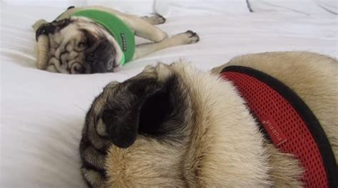 [VIDEO] Life is Divine...if You're a Pug Sleeping on a Comfy Hotel Bed!