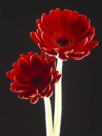 Flower Wallpaper Free: Deep Red Flowers