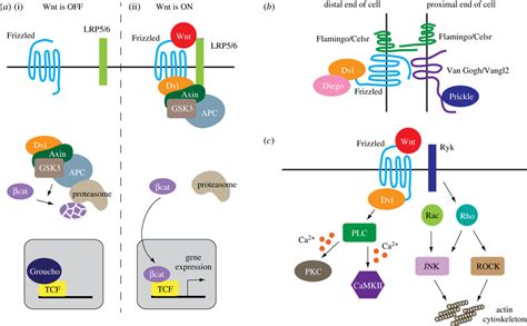 Wnt Signalling Pathways A The β Catenin Dependent Wnt Signalling