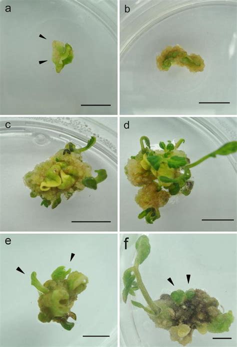 Somatic Embryogenesis And Plantlet Regeneration From Leaf Derived