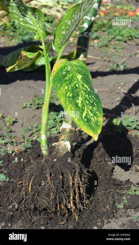 Dieffenbachia Growing And Propagation Dieffenbachia Dumb Cane Plant