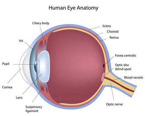 What Are Eye Nerves With Pictures