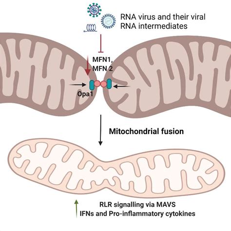 Frontiers Intricacy Of Mitochondrial Dynamics And Antiviral Response