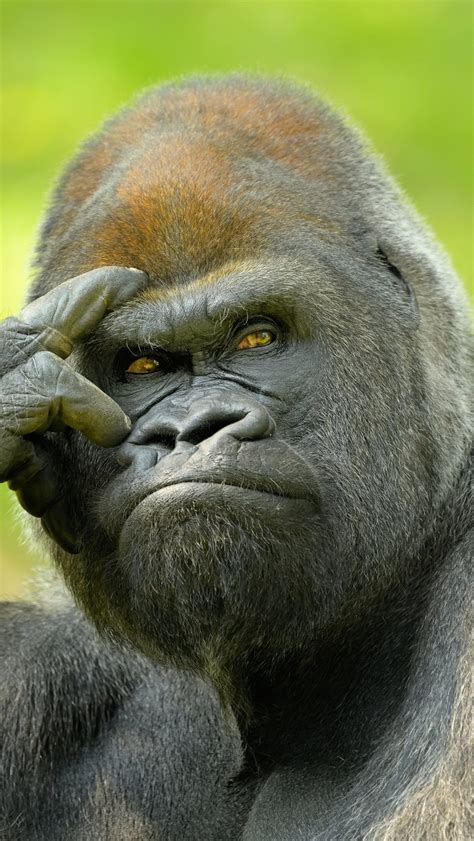 Смешная горилла (59 фото) | Monkeys funny, Animals beautiful, Gorilla ...