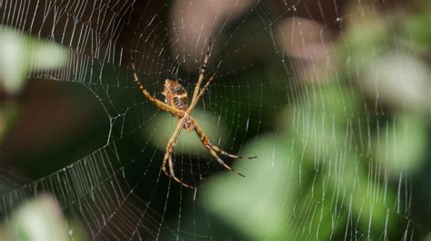 Your Patio Could Be Attracting Spiders To Your Space Here S How