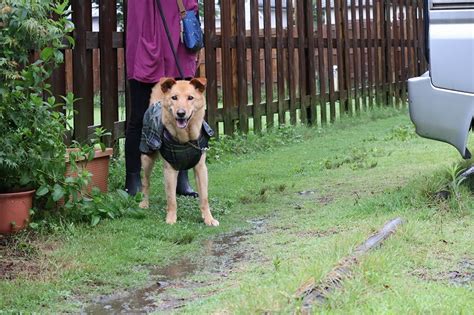 雨の1日です｜宮崎のドッグランはdogrun Sol