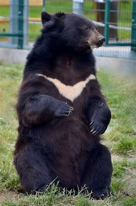 Black Bear Sitting on Green Grass Field · Free Stock Photo