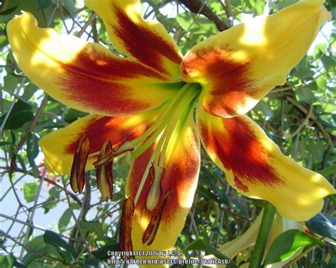 Lilium 'Robert Swanson' | ユリ