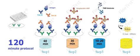 Rat Picp C Terminal Propeptide Of Collagen Alpha 1 I Chain