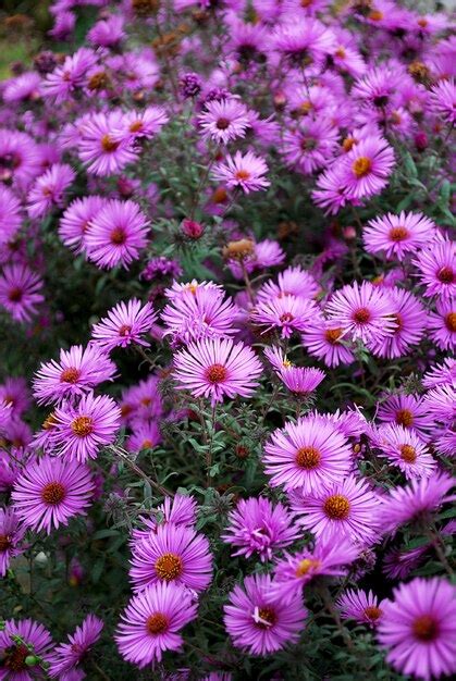 Premium Photo A Bunch Of Purple Flowers With Yellow Center