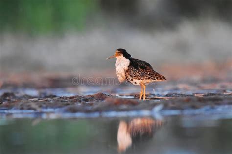 Ruff Calidris Pugnax Male In The Wetlands Stock Image Image Of