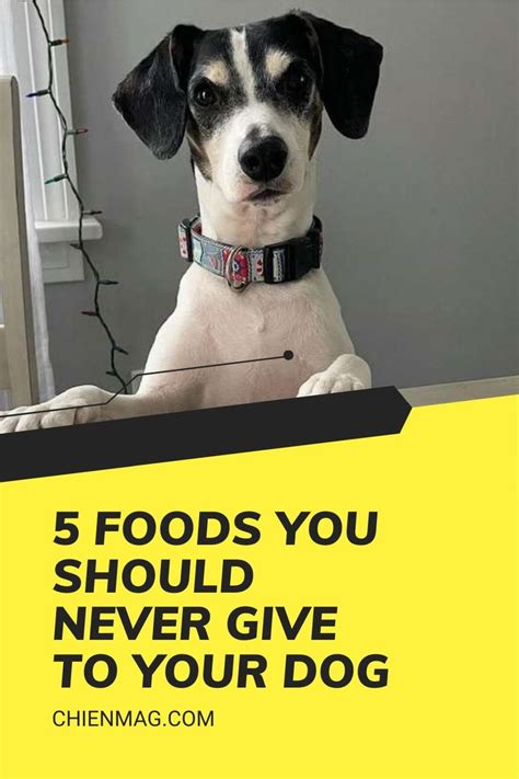 5 Foods You Should Never Give To Your Dog Dogs Toxic Foods For Dogs