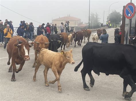 Torna La Transumanza A Geraci Siculo Tradizione Antica Cultura E