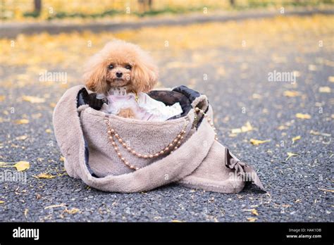 Dog In Handbag On The Streetpoodle Dog Sitting On Woman Handbag And