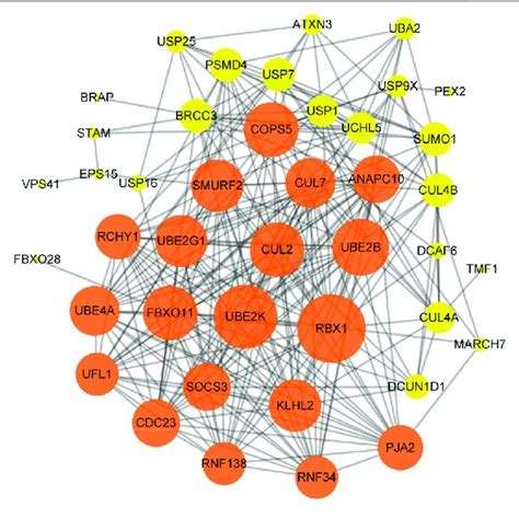 The Protein Protein Interaction Ppi Network Of The Hub Genes In The