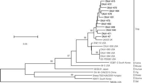 Phylogenetic Tree Based On The Nucleotide Sequences Of The Partial Rdrp