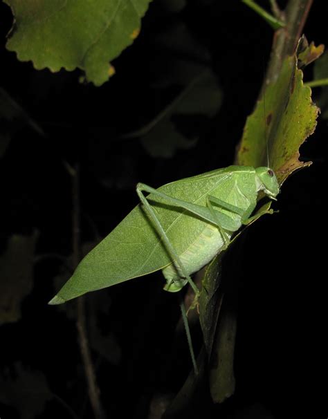 Bug Eric Orthoptera Thursday Greater Angle Wing Katydid