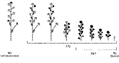 Diagrammatic Representation Of Shoot Types Formed In Wt Lfy And Ap