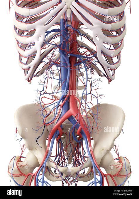 Abdominal Vascular System Computer Artwork Stock Photo Alamy