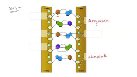 SOLVED: Label the following diagram to describe the structure of a DNA ...