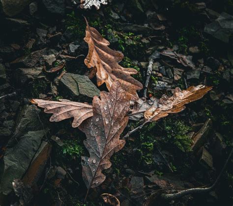 Closeup Of Dry Oak Leaves On The Ground With Droplets On Them Cool For