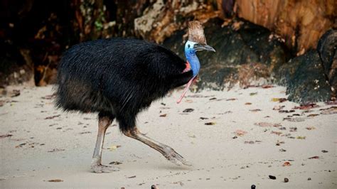 World S Most Dangerous Bird Kills 75 Year Old Man In Florida