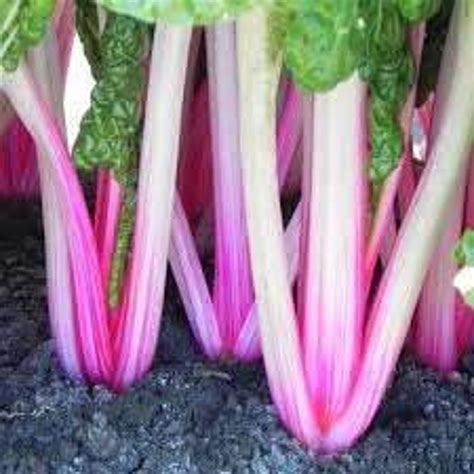 Peppermint Swiss Chard 25 Seeds Etsy
