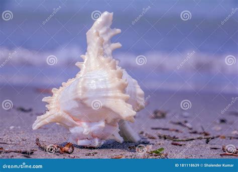 Beautiful View A Shankha Is A Conch Shell Of Ritual And Religious