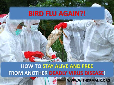 Bird Flu Is Here Again How To Stay Safe From Another Deadly Virus Disease